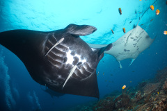 Manta Rays