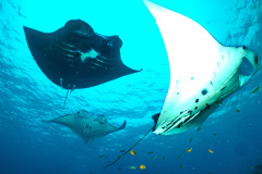 Manta Rays