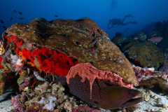 Moray Eel and diver