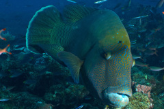 Napolean Wrasse