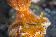 Nudibranch