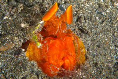 Orange Mantis Shrimp