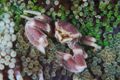 Porcelain Crab