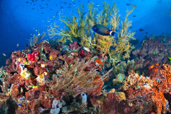 Reef Scene