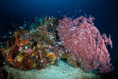 Reef Scene