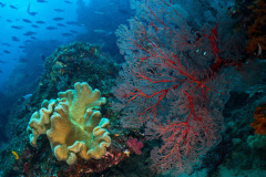 Reef Scene