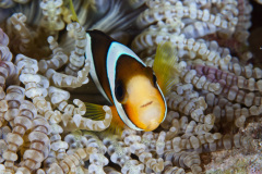 Sebae Clownfish