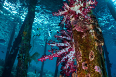 Soft coral and pier