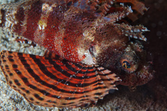 Striped Scorpion fish