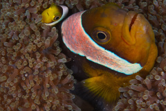 Tomato Clownfish Pair