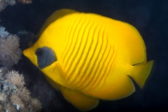 Masked Butterfly Fish