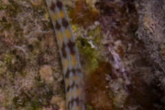 Pipe Fish