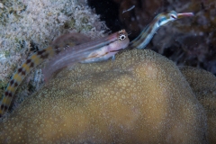 Dentex Blenny and pipe fish