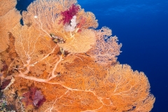 Sea Fan and Diver