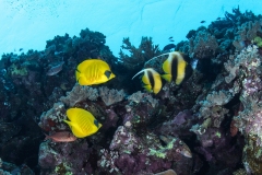 Masked Butterfly Fish and Bannerfish