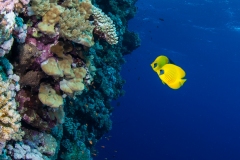 Masked Butterfly Fish and Bannerfish