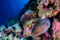 Moray being cleaned