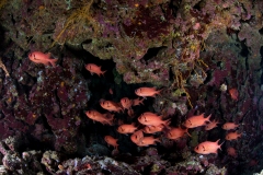 Bigeye Soldierfish