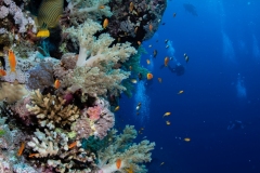 Orange Stripped Trigger fish