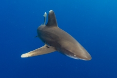 Oceanic White Tip Shark