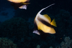 Banner Fish
