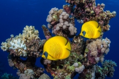 Masked Butterfly Fish and Bannerfish