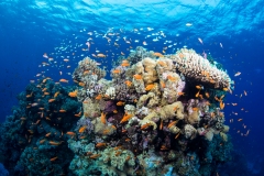 Reef with Anthias fish