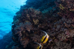 Banner Fish and diver