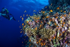 Anthias and Matt