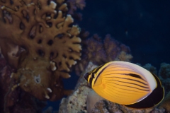 Polyp Butterfly fish