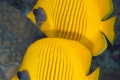 Masked Butterfly Fish and Bannerfish