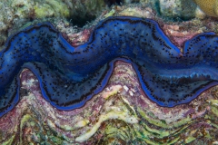 Tridacna Clam
