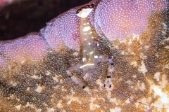 Popcorn Shrimp