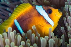 Red Sea Anemonefish (Amphiprion Bicinctus)
