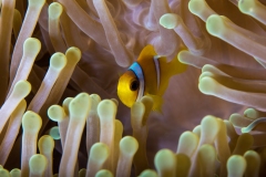 Red Sea Anemonefish (Amphiprion Bicinctus)