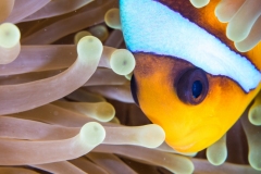 Red Sea Anemonefish (Amphiprion Bicinctus)