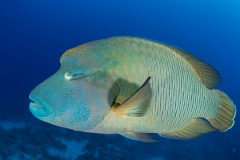 Napoleon Wrasse
