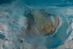 Blue Spotted Ray