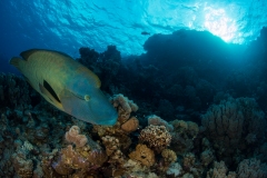 Napoleon Wrasse
