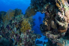 Jim Diver