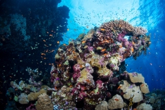Anthias