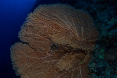 Red Sea Fan and divers
