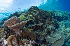 Reef with snapper