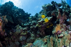 Reef with the 3 endemic butterfly fish pairs
