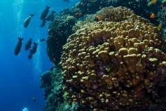 Snapper and divers
