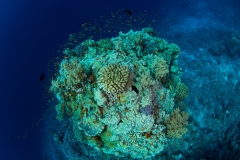 Anthias