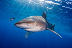 Oceanic White Tip Shark