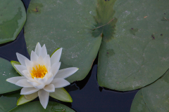 Lotus blossom.