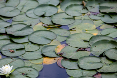 Lotus blossom.