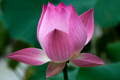 Lotus blossom.